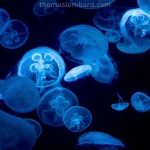 aquarium-ikebukuro-03092013-img_9975