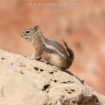 Chipmunk
