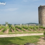 tour vignoble saint-émilion