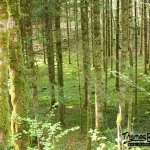 Sentier Karstique - Mérey sous Montrond