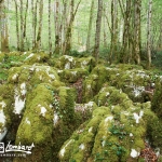 Sentier Karstique - Mérey sous Montrond