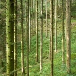 forêt près de la Source du Lison